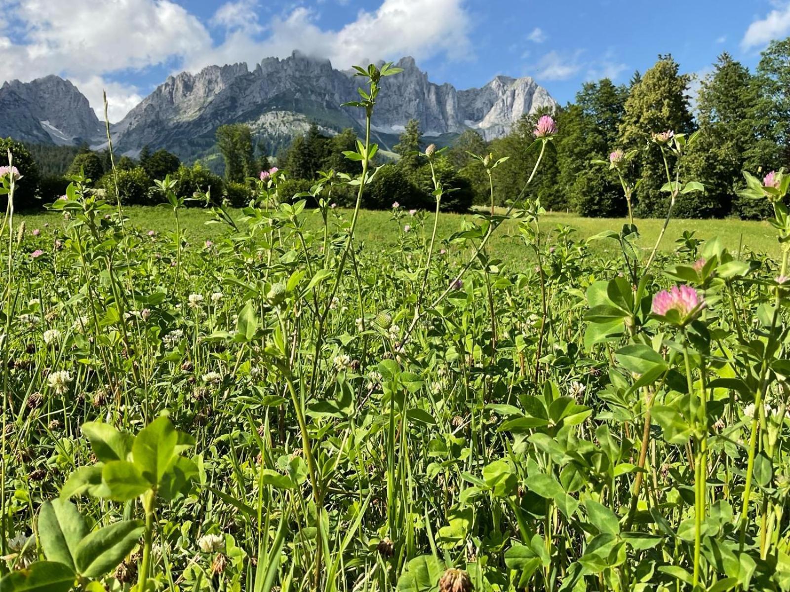 Hahnenkamm Suite Ski-In Ski-Out Direkt An Der Hahnenkammbahn Кицбюэль Экстерьер фото